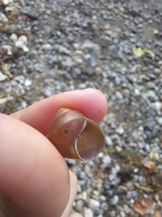 Cipangopaludina chinensis