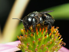 Megachile xylocopoides