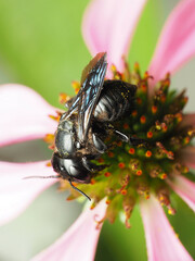 Megachile xylocopoides