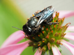 Megachile xylocopoides