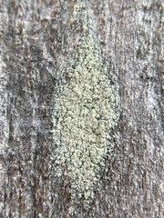 Lecanoromycetes