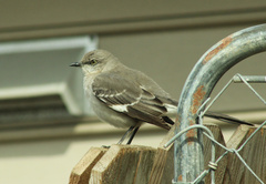Mimus polyglottos