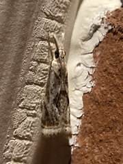 Microcrambus