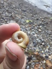 Planorbella trivolvis