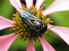 Megachile xylocopoides