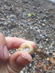 Planorbella trivolvis