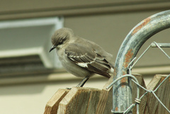 Mimus polyglottos