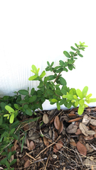 Diospyros texana