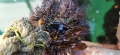 Mytilidae