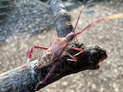 Leptoglossus oppositus