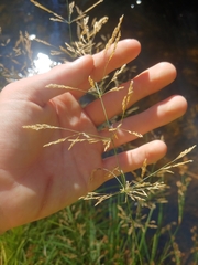 Agrostis stolonifera