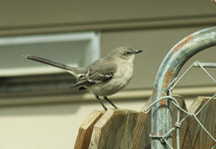 Mimus polyglottos