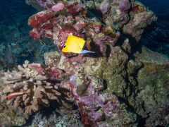 Forcipiger flavissimus