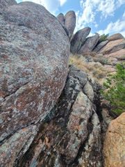 Myriopteris lindheimeri