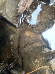 Dicamptodon tenebrosus