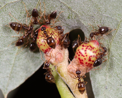 Prenolepis imparis