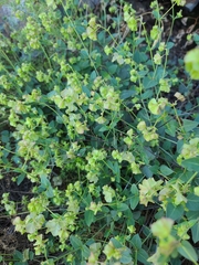 Mirabilis nyctaginea