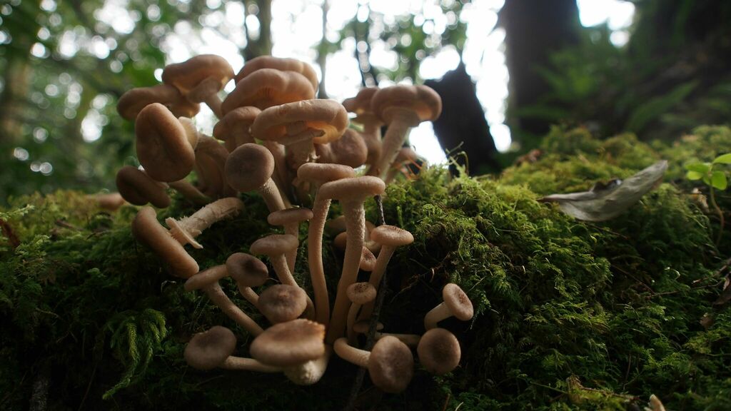 Armillaria mellea · November 2015 · photo: © raingel (iNaturalist, cc-by)