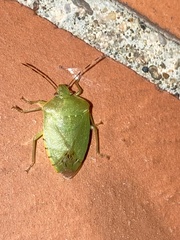 Nezarini