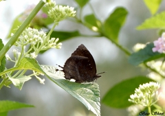Mahathala ameria