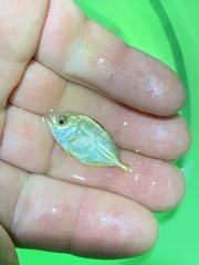 Caranx