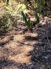 Thamnophis sirtalis concinnus