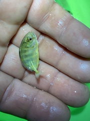 Caranx