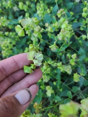 Mirabilis nyctaginea