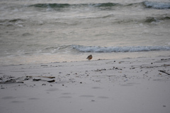 Charadrius obscurus aquilonius