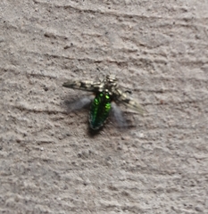 Chrysobothris acutipennis