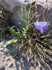 Campanula rotundifolia