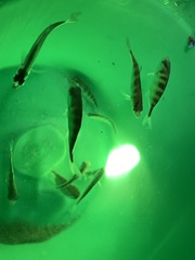 Caranx