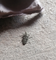 Chrysobothris acutipennis