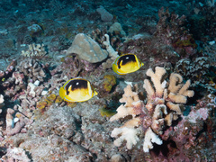 Chaetodon quadrimaculatus