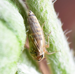 Agalliini