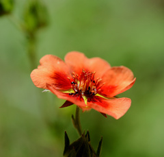 Potentilla thurberi