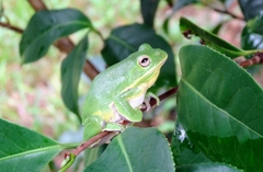 Hyla gratiosa