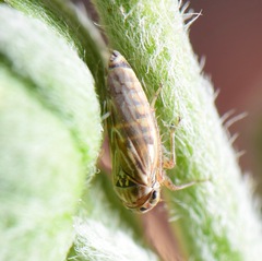 Agalliini