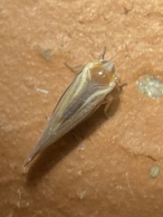 Omolicna