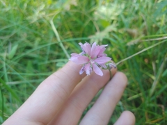 Sidalcea oregana