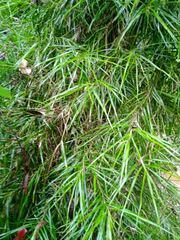 Freycinetia graminifolia