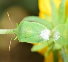 Nezara viridula