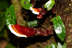 Ganoderma