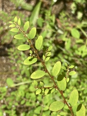 Phyllanthus caroliniensis