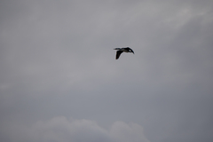 Phalacrocorax varius varius