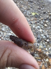 Juga plicifera