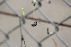 Thelacantha brevispina