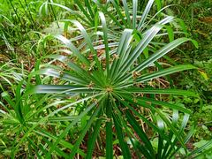 Cyperus alternifolius
