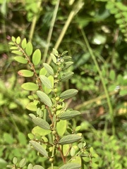 Phyllanthus caroliniensis