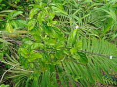 Stachytarpheta